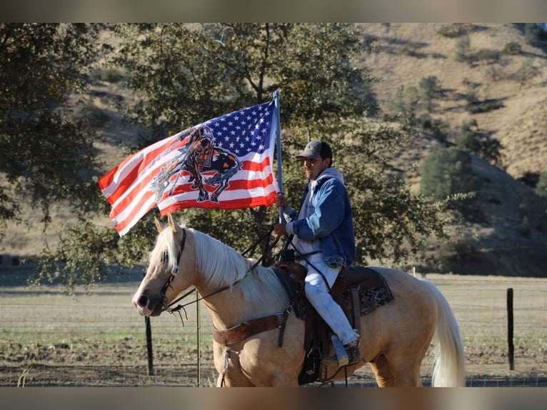 American Quarter Horse Castrone 12 Anni 152 cm Palomino in Paicines CA