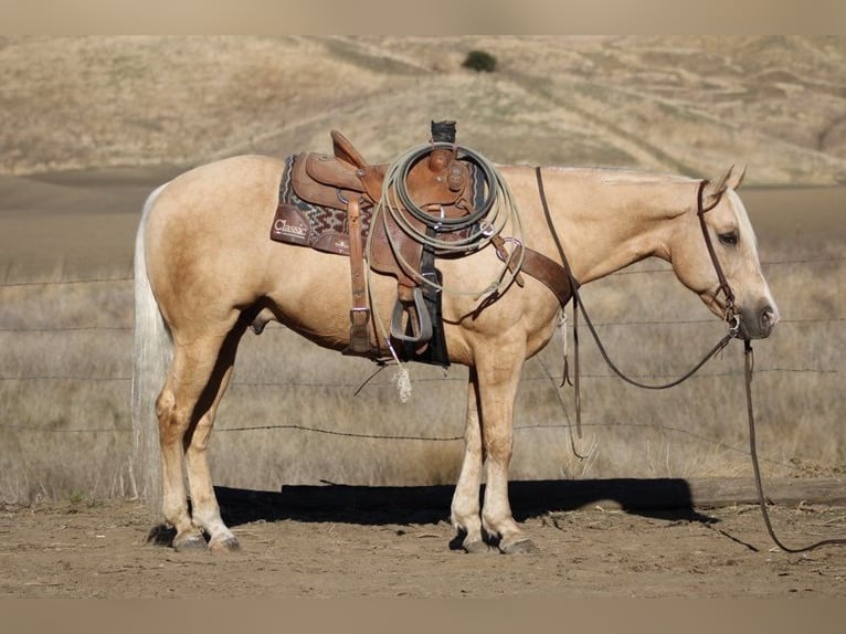 American Quarter Horse Castrone 12 Anni 152 cm Palomino in Paicines CA