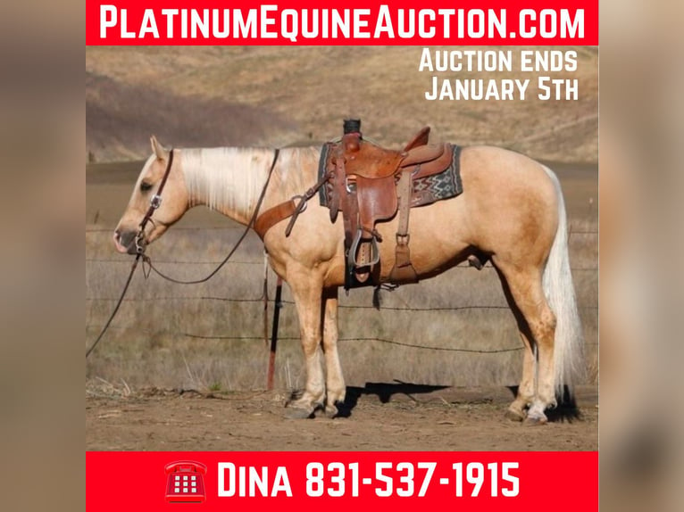 American Quarter Horse Castrone 12 Anni 152 cm Palomino in Paicines CA