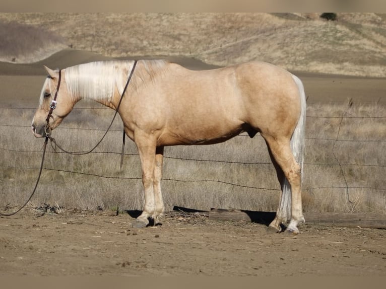 American Quarter Horse Castrone 12 Anni 152 cm Palomino in Paicines CA