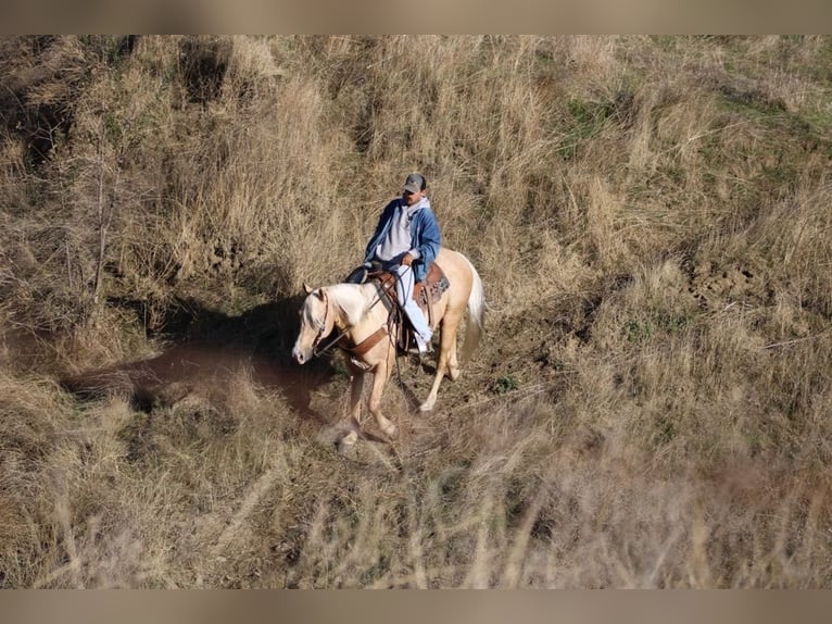 American Quarter Horse Castrone 12 Anni 152 cm Palomino in Paicines CA