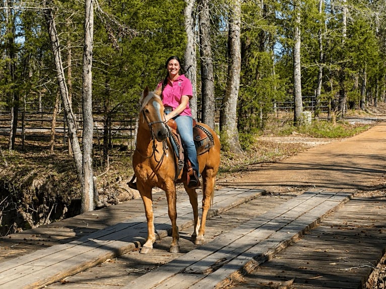American Quarter Horse Castrone 12 Anni 152 cm Palomino in Athens, TX