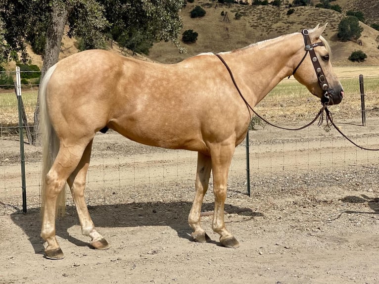 American Quarter Horse Castrone 12 Anni 152 cm Palomino in Paicines CA