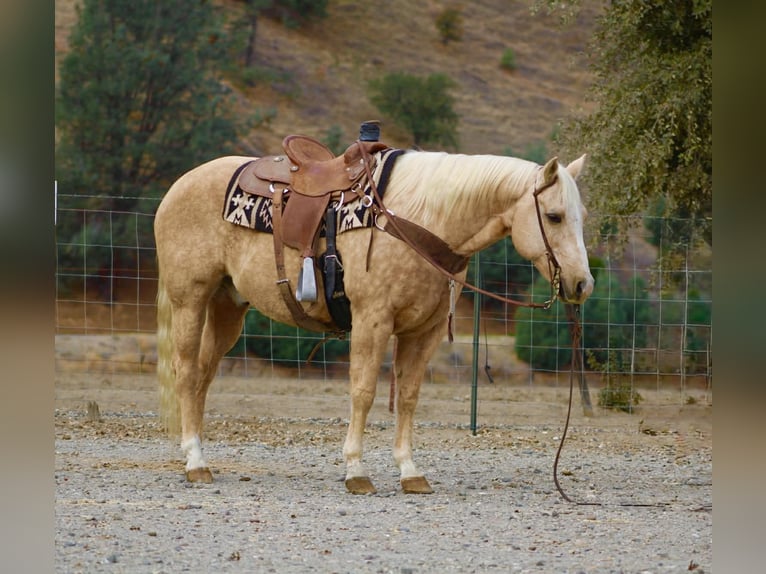 American Quarter Horse Castrone 12 Anni 152 cm Palomino in Paicines CA
