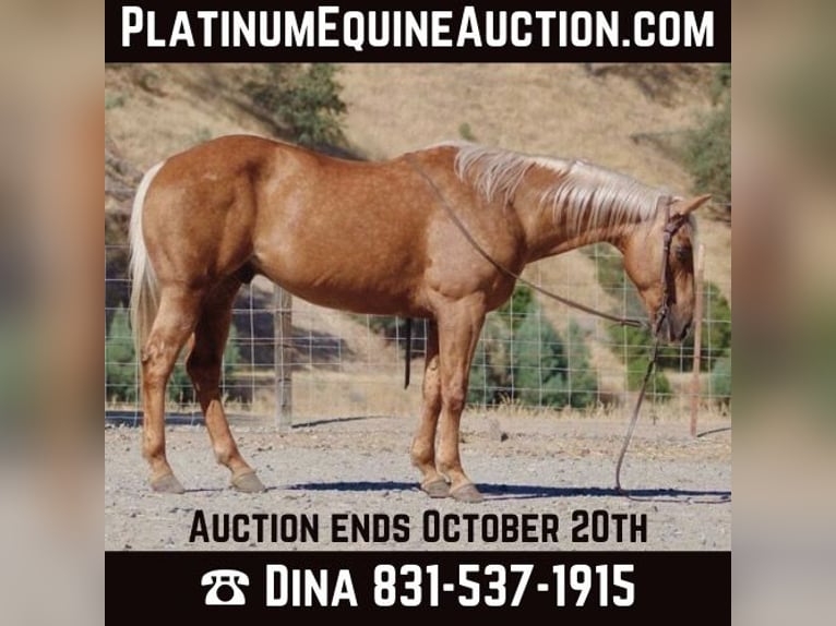 American Quarter Horse Castrone 12 Anni 152 cm Palomino in Paicines CA