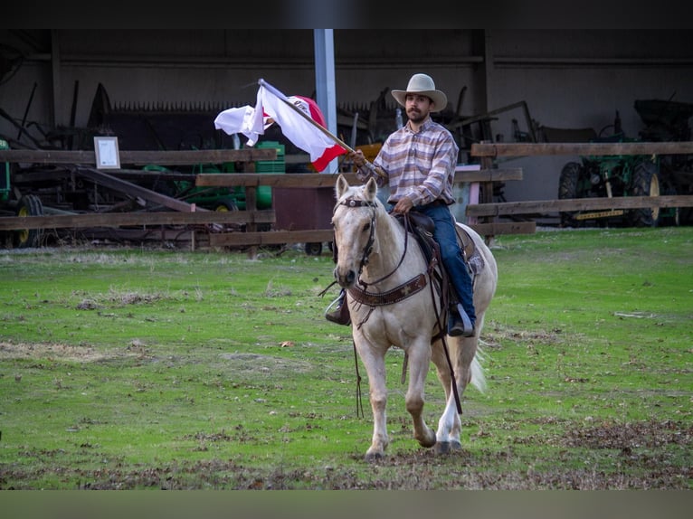 American Quarter Horse Castrone 12 Anni 152 cm Palomino in Paicines CA