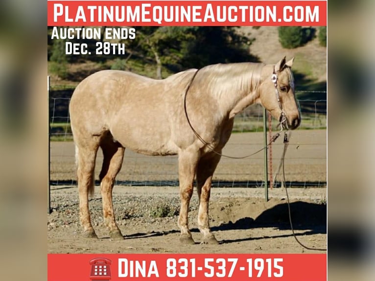 American Quarter Horse Castrone 12 Anni 152 cm Palomino in Paicines CA