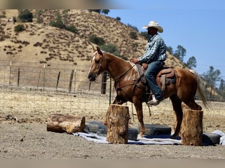 American Quarter Horse Castrone 12 Anni 152 cm Palomino in Paicines CA