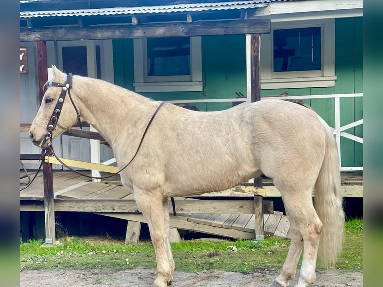 American Quarter Horse Castrone 12 Anni 152 cm Palomino in Paicines CA