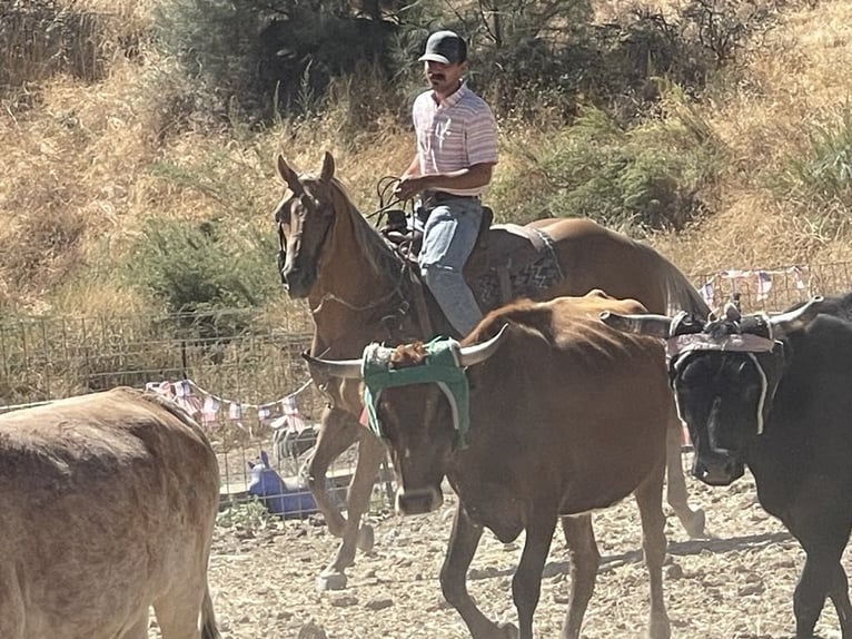 American Quarter Horse Castrone 12 Anni 152 cm Palomino in Paicines CA