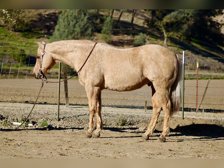 American Quarter Horse Castrone 12 Anni 152 cm Palomino in Paicines CA