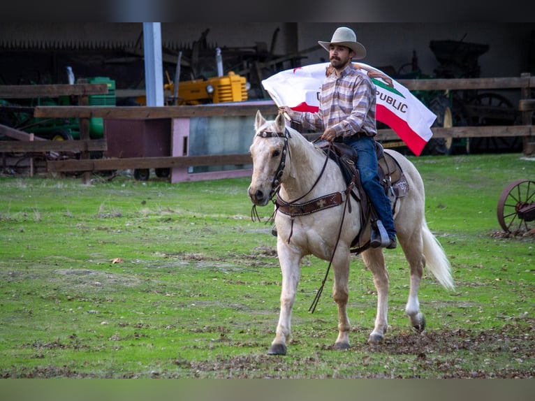 American Quarter Horse Castrone 12 Anni 152 cm Palomino in Paicines CA