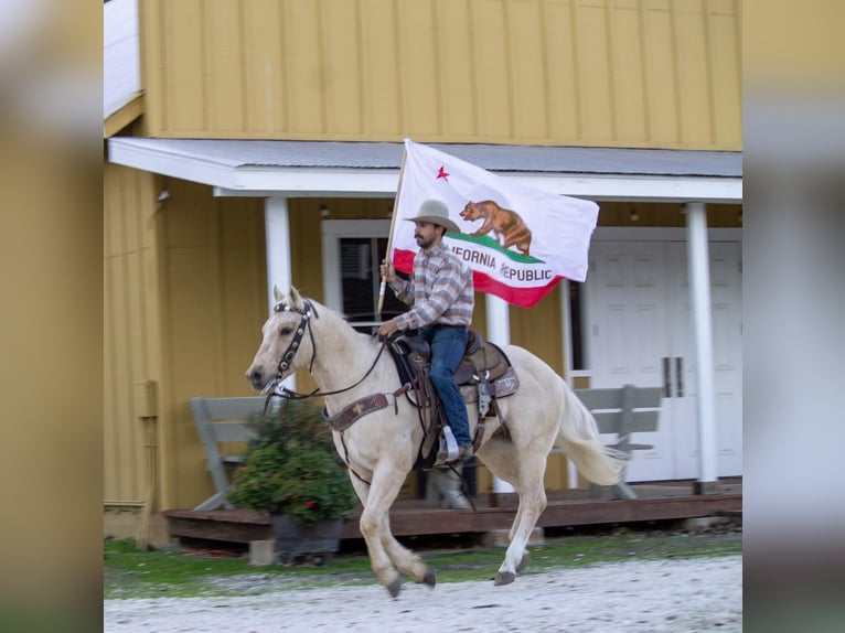 American Quarter Horse Castrone 12 Anni 152 cm Palomino in Paicines CA