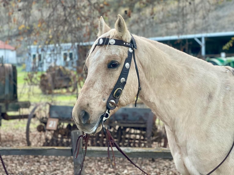 American Quarter Horse Castrone 12 Anni 152 cm Palomino in Paicines CA