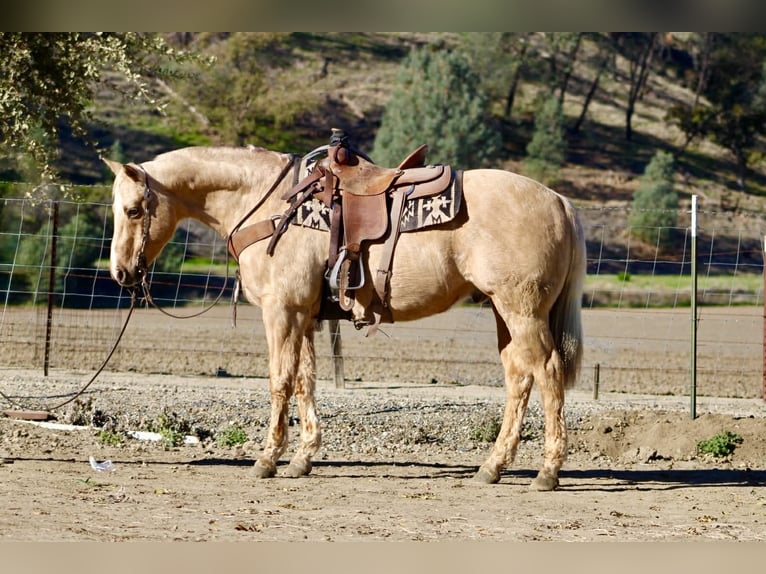 American Quarter Horse Castrone 12 Anni 152 cm Palomino in Paicines CA