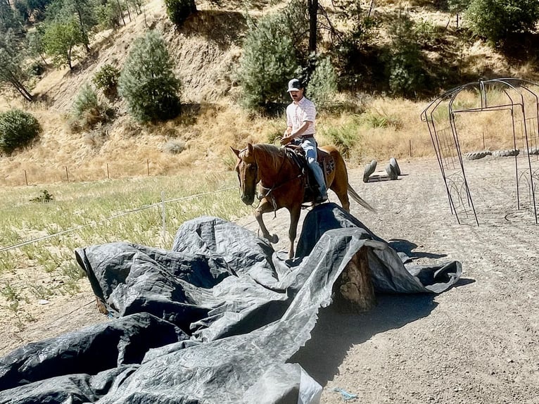 American Quarter Horse Castrone 12 Anni 152 cm Palomino in Paicines CA