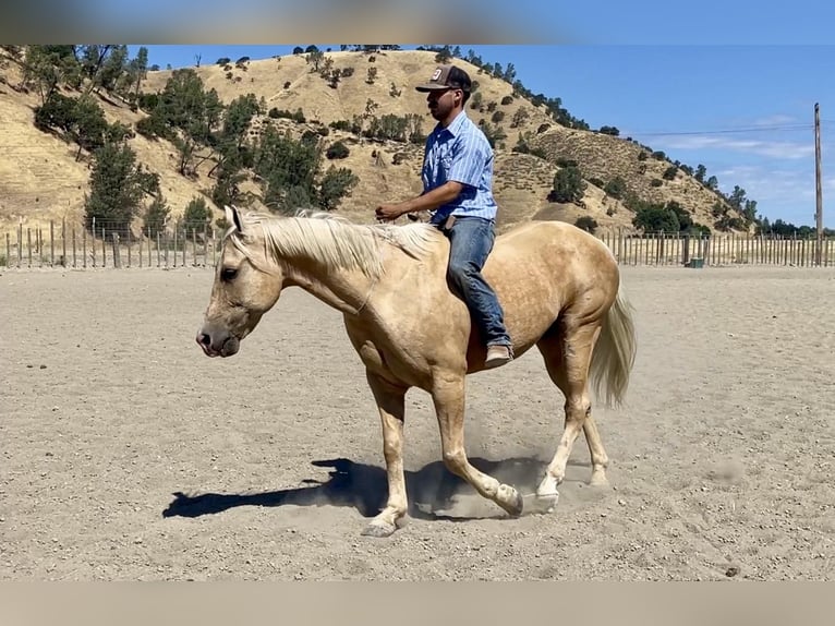 American Quarter Horse Castrone 12 Anni 152 cm Palomino in Paicines CA