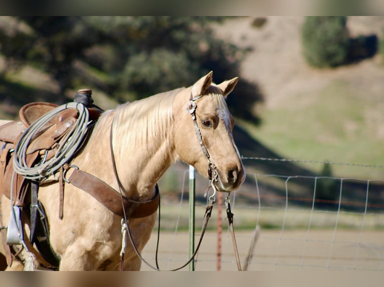 American Quarter Horse Castrone 12 Anni 152 cm Palomino in Paicines CA