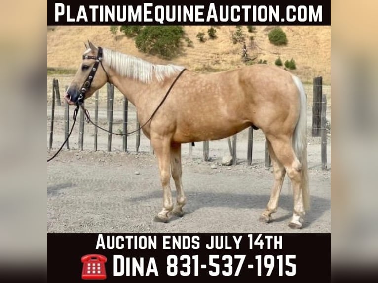 American Quarter Horse Castrone 12 Anni 152 cm Palomino in Paicines CA