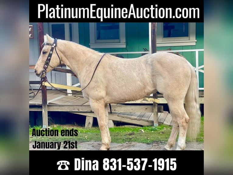 American Quarter Horse Castrone 12 Anni 152 cm Palomino in Paicines CA