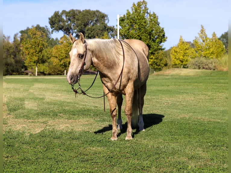 American Quarter Horse Castrone 12 Anni 152 cm Palomino in Pleasant Grove CA