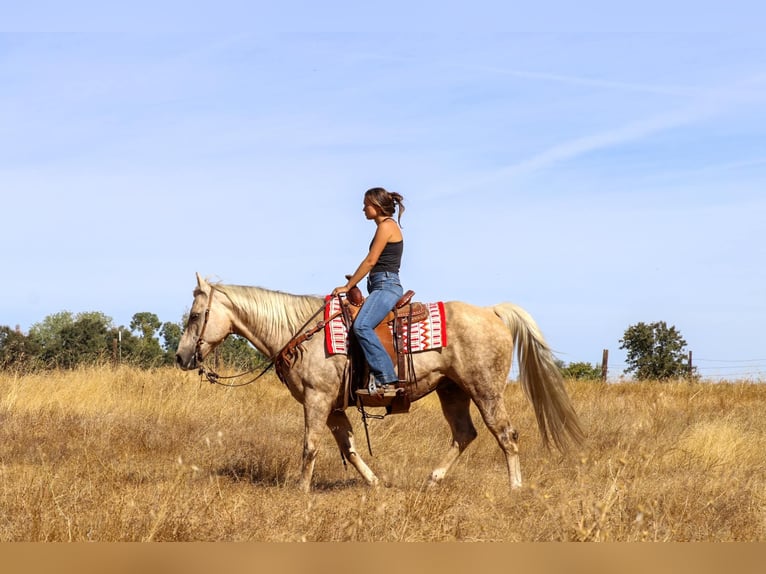 American Quarter Horse Castrone 12 Anni 152 cm Palomino in Pleasant Grove CA