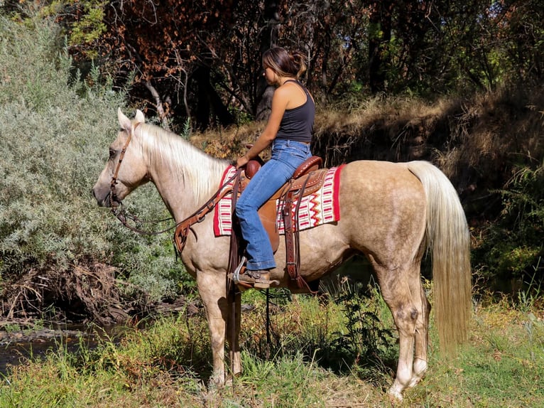 American Quarter Horse Castrone 12 Anni 152 cm Palomino in Pleasant Grove CA