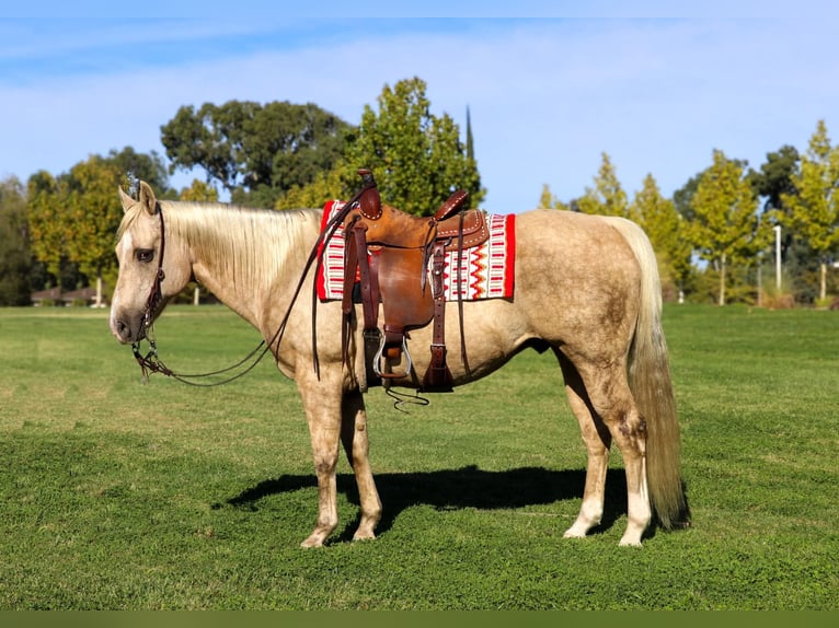 American Quarter Horse Castrone 12 Anni 152 cm Palomino in Pleasant Grove CA