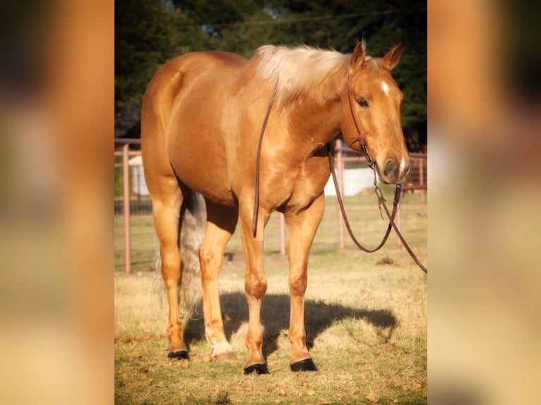 American Quarter Horse Castrone 12 Anni 152 cm Palomino in Stephenville TX