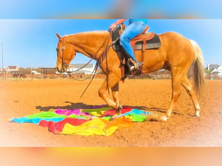 American Quarter Horse Castrone 12 Anni 152 cm Palomino in Stephenville TX