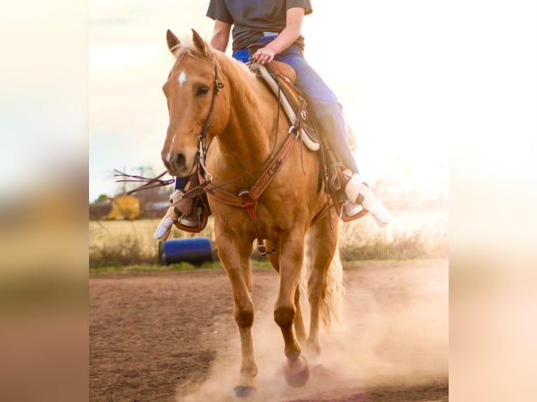 American Quarter Horse Castrone 12 Anni 152 cm Palomino in Stephenville TX