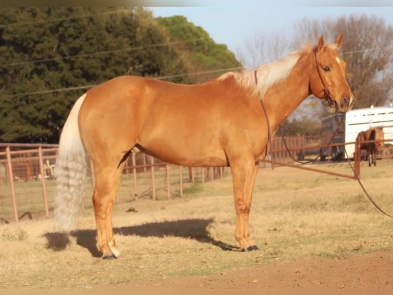 American Quarter Horse Castrone 12 Anni 152 cm Palomino in Stephenville TX