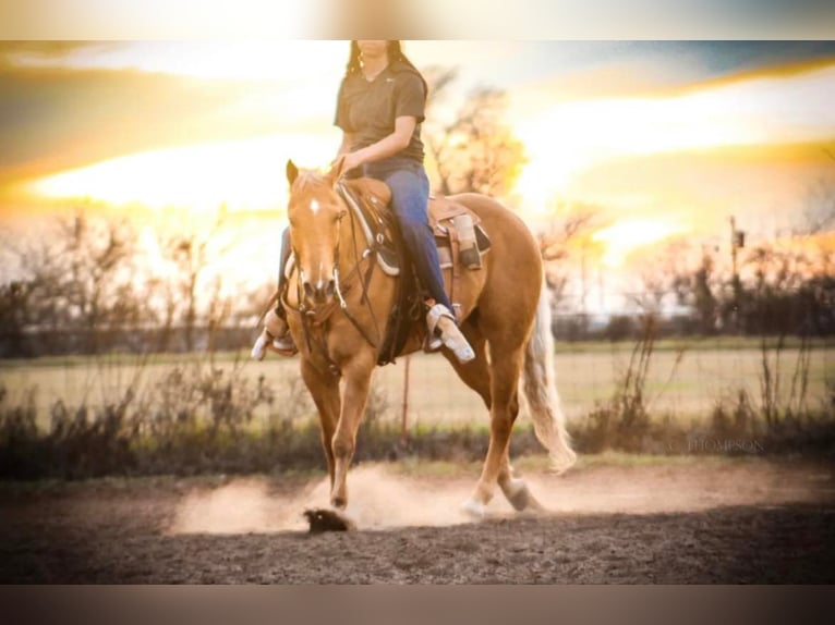 American Quarter Horse Castrone 12 Anni 152 cm Palomino in Stephenville TX