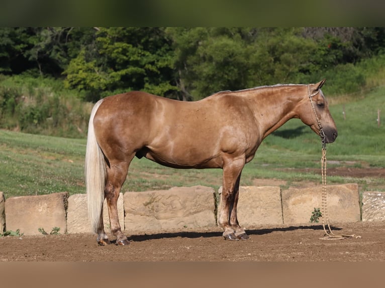 American Quarter Horse Castrone 12 Anni 152 cm Palomino in Millersburg, OH