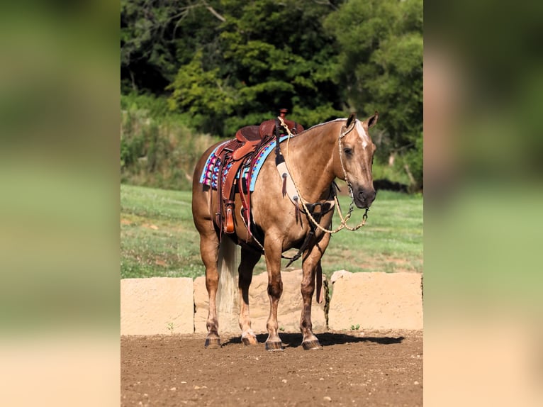 American Quarter Horse Castrone 12 Anni 152 cm Palomino in Millersburg, OH