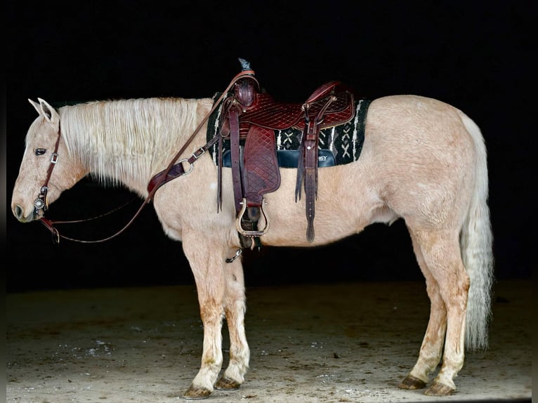 American Quarter Horse Castrone 12 Anni 152 cm Palomino in Clarion, PA