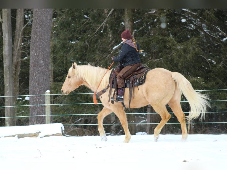 American Quarter Horse Castrone 12 Anni 152 cm Palomino in Clarion, PA