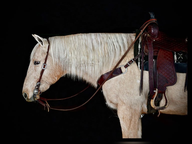 American Quarter Horse Castrone 12 Anni 152 cm Palomino in Clarion, PA