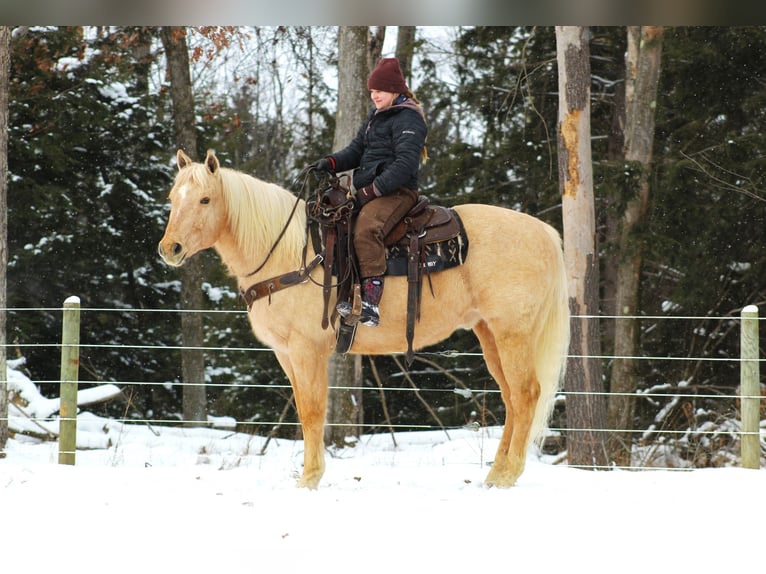 American Quarter Horse Castrone 12 Anni 152 cm Palomino in Clarion, PA