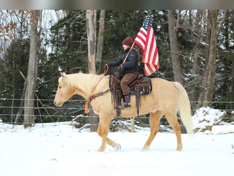 American Quarter Horse Castrone 12 Anni 152 cm Palomino in Clarion, PA