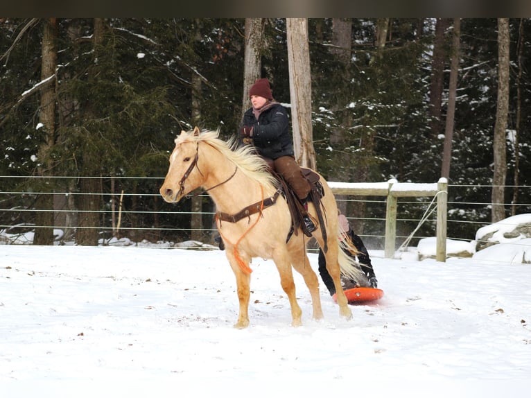 American Quarter Horse Castrone 12 Anni 152 cm Palomino in Clarion, PA