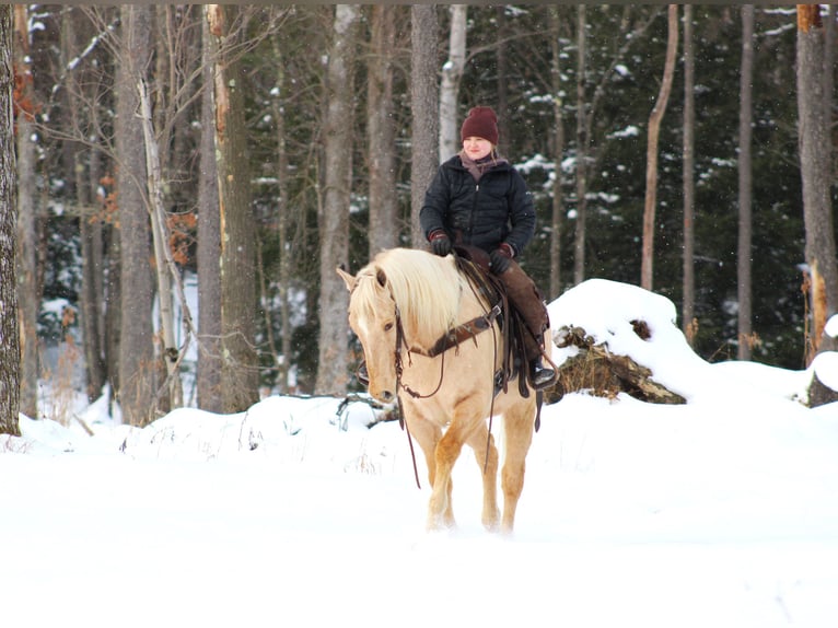 American Quarter Horse Castrone 12 Anni 152 cm Palomino in Clarion, PA