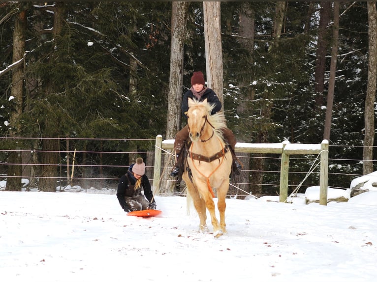 American Quarter Horse Castrone 12 Anni 152 cm Palomino in Clarion, PA