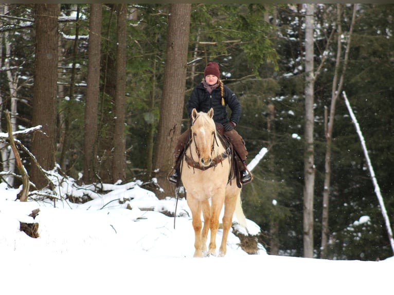 American Quarter Horse Castrone 12 Anni 152 cm Palomino in Clarion, PA