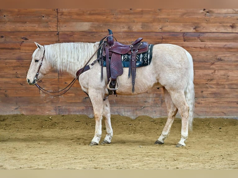 American Quarter Horse Castrone 12 Anni 152 cm Palomino in Clarion, PA