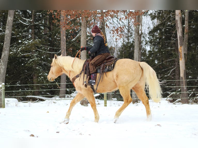 American Quarter Horse Castrone 12 Anni 152 cm Palomino in Clarion, PA