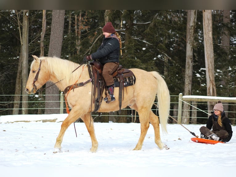 American Quarter Horse Castrone 12 Anni 152 cm Palomino in Clarion, PA