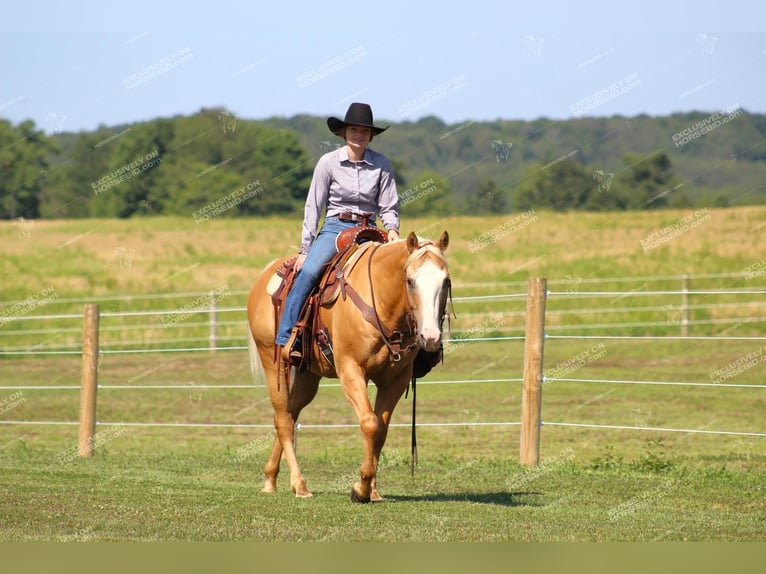 American Quarter Horse Castrone 12 Anni 152 cm Palomino in Clarion