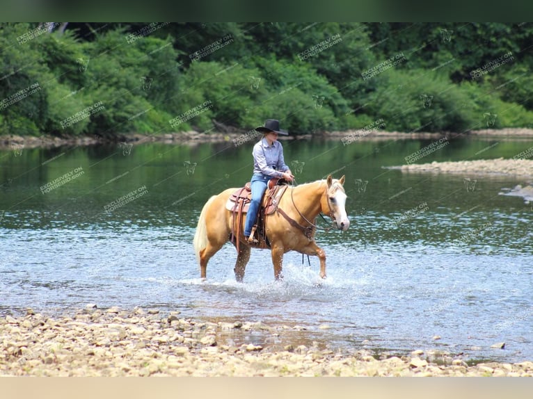 American Quarter Horse Castrone 12 Anni 152 cm Palomino in Clarion