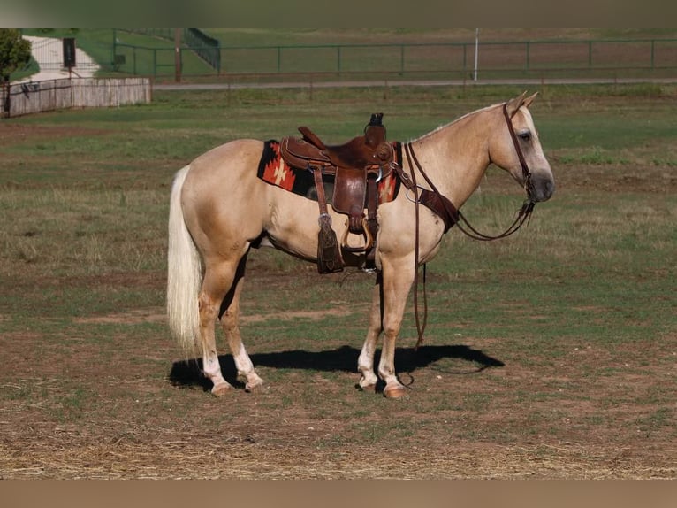 American Quarter Horse Castrone 12 Anni 152 cm Palomino in Cleburne TX